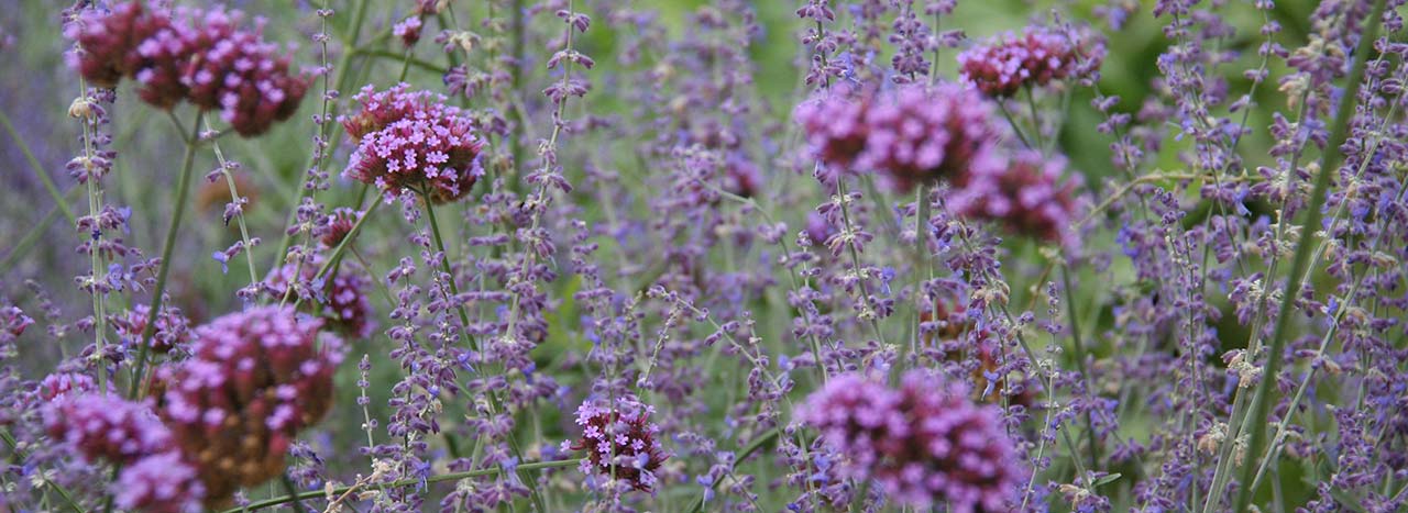 Pianta perenne Verbena Bonariensis