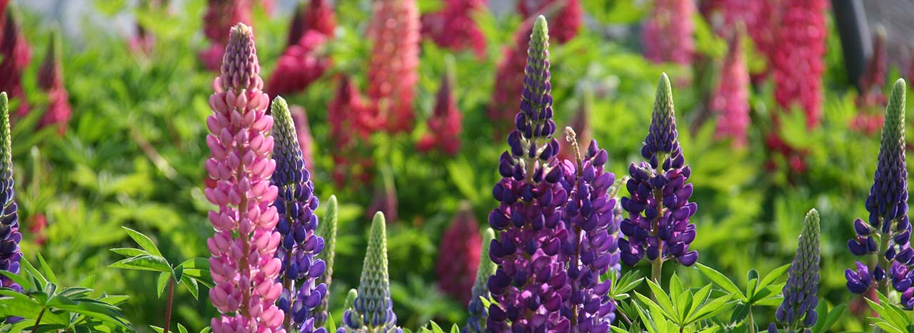 Pianta perenne Lupinus polyphyllus Gallery Mixed