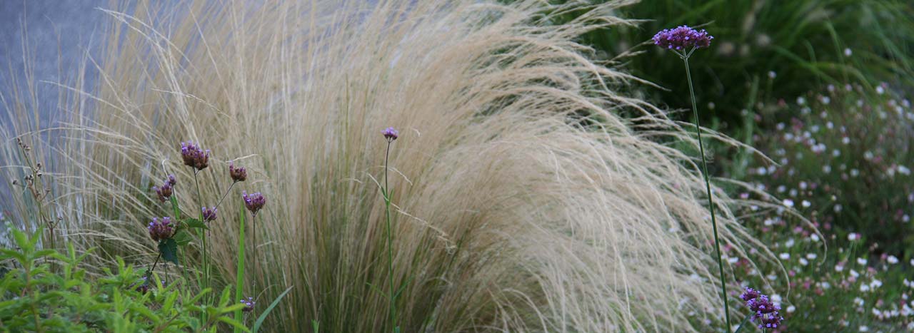 Pianta perenne Stipa tenuissima